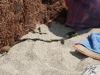PICT0254.JPG