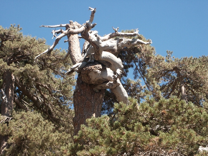 Zyprus0126.JPG