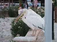 Zyprus0059.JPG
