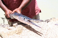 MAU_A0328.JPG