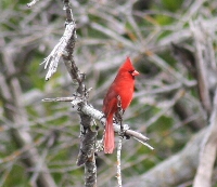 IMG_3595a.JPG