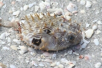 IMG_3636.JPG
