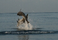 IMG_4540a.JPG