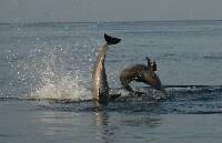 IMG_4542.JPG