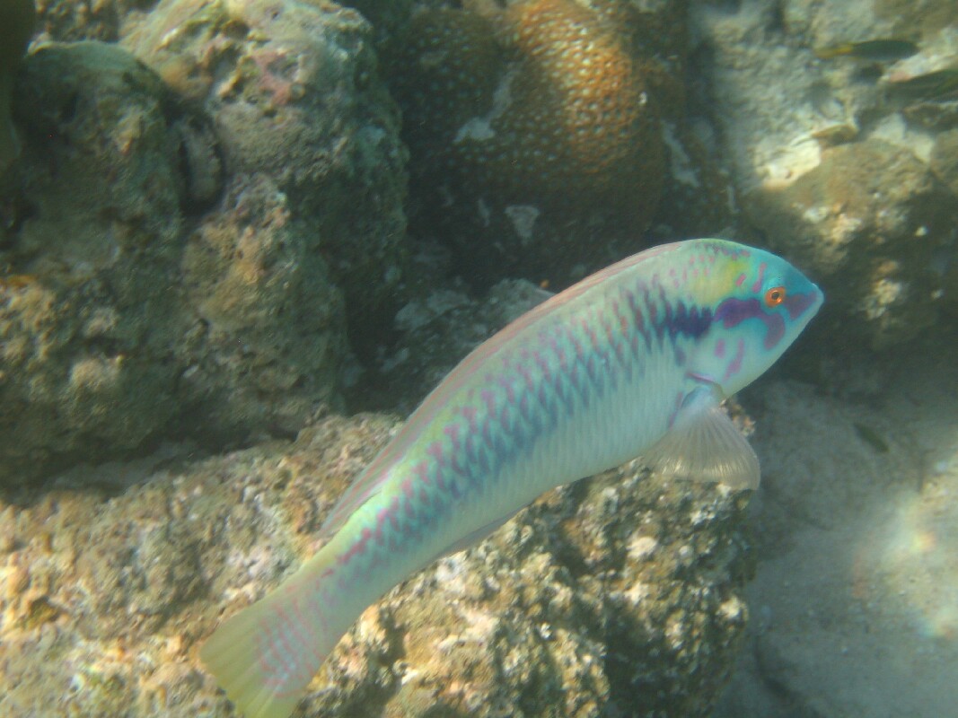 IMG_4170.JPG