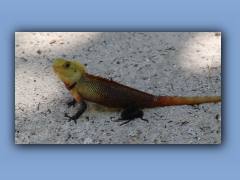 Male030.jpg